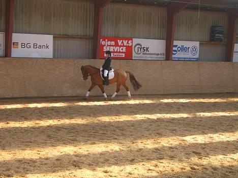 Anden særlig race Aschia - SOLGT - Trav i LC3 billede 6