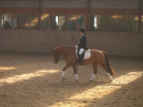 Anden særlig race Aschia - SOLGT - Skridt for, forlængede tøjler i Lc3 billede 7