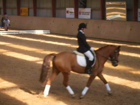 Anden særlig race Aschia - SOLGT - Trav, 10m volte i LB1.. ELSKER det billed <3 Du er herlig skat :D billede 8