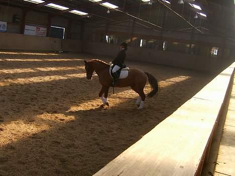 Anden særlig race Aschia - SOLGT - 12m volte i Galop , i LB1  billede 9