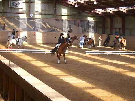 Anden særlig race Aschia - SOLGT - Schenkel vigning i skridt , i LB1 billede 10