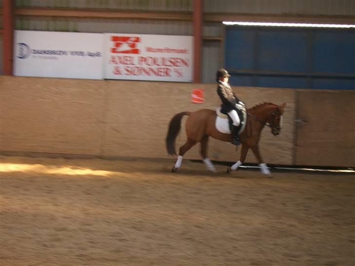 Anden særlig race Aschia - SOLGT - trav i LB1 (Vandt klassen :) billede 11