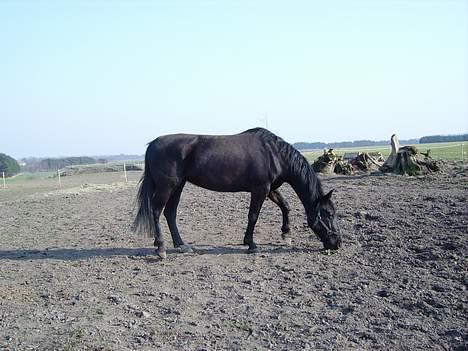 Anden særlig race Majsens Tequila. R.I.P. billede 8