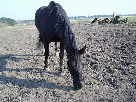 Anden særlig race Majsens Tequila. R.I.P. billede 9