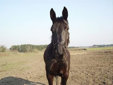 Anden særlig race Majsens Tequila. R.I.P. billede 11