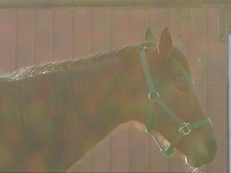 Tysk Oldenburger Majsens Ophelia. billede 9