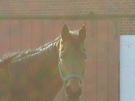 Tysk Oldenburger Majsens Ophelia. billede 10