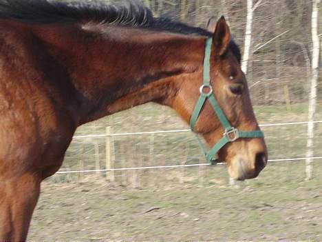 Tysk Oldenburger Majsens Ophelia. billede 11