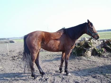 Tysk Oldenburger Majsens Ophelia. billede 8