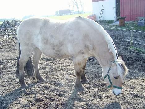 Fjordhest Majsens Lotte. billede 8