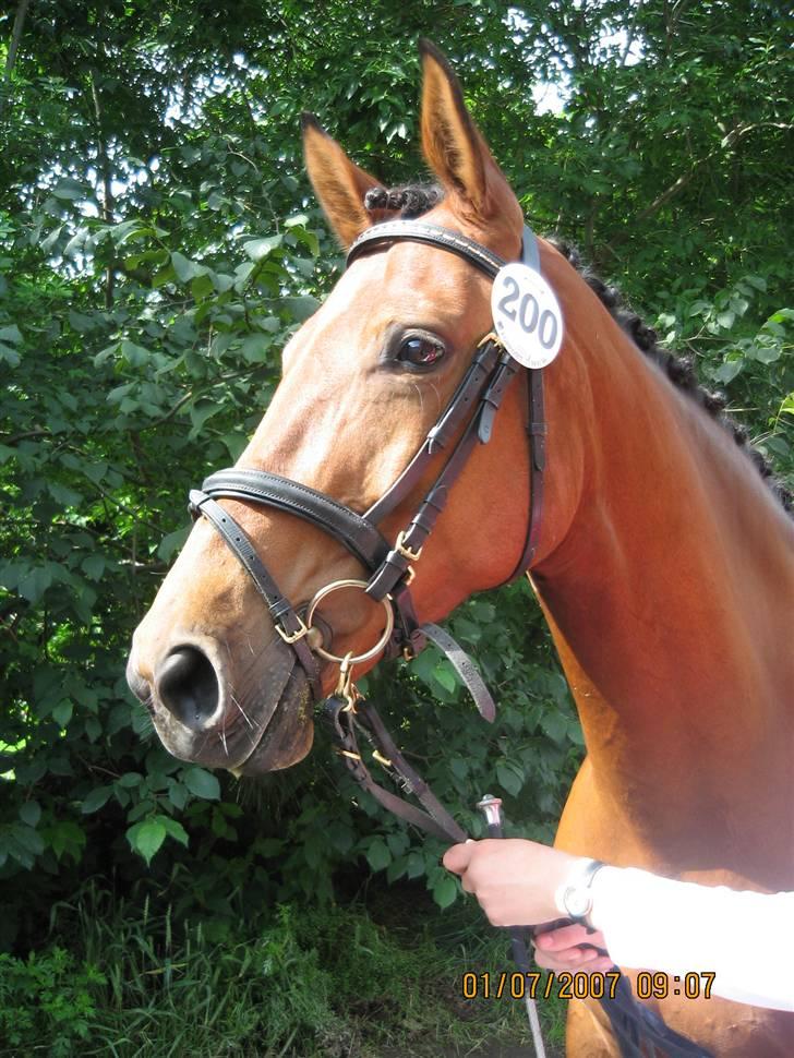 Dansk Varmblod Hedelykkes Lea-SOLGT-RIP - Min dejlige mule til kåring i Anderup 01.07.07 billede 1