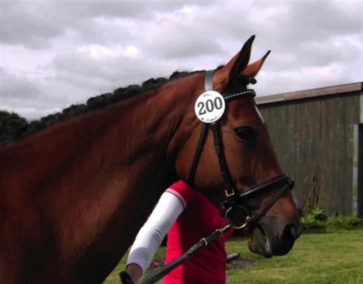 Dansk Varmblod Hedelykkes Lea-SOLGT-RIP - Min dejlige mule til kåring i Anderup 01.07.07 billede 2