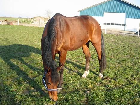 Dansk Varmblod Hedelykkes Lea-SOLGT-RIP - Lea nyder lidt græs. 28.03.07 billede 3