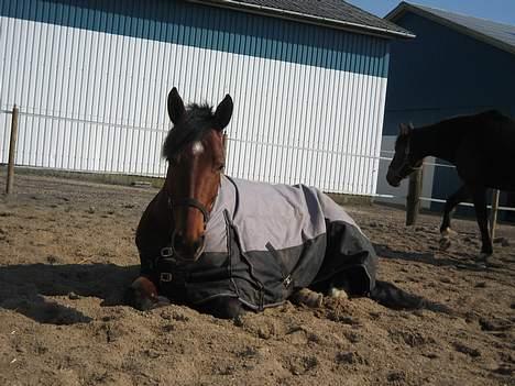 Dansk Varmblod Hedelykkes Lea-SOLGT-RIP - Lea feder den :D 26.03.07 billede 4