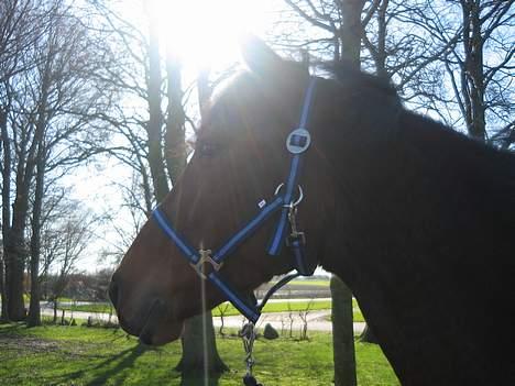 Dansk Varmblod Hedelykkes Lea-SOLGT-RIP - Lea i solskinnet *Ss* 13.03.07 billede 5