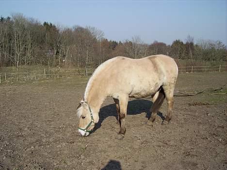 Fjordhest Majsens Lotte. billede 9