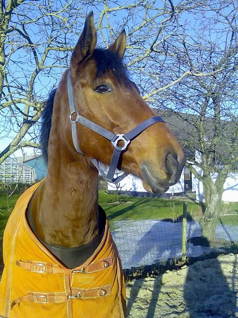 Dansk Varmblod Hedelykkes Lea-SOLGT-RIP - Lea da jeg kun havde haft hende i lidt over 14 dage. 27.01.07 billede 6