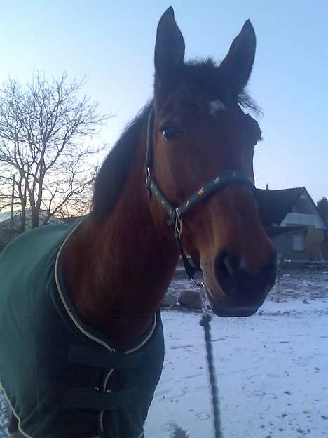 Dansk Varmblod Hedelykkes Lea-SOLGT-RIP - En tur i sneen :-) 23.01.07 billede 7