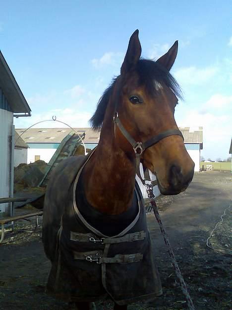 Dansk Varmblod Hedelykkes Lea-SOLGT-RIP - Grisene er MEEEGEEET farlige... hehe 01.03.07 billede 8