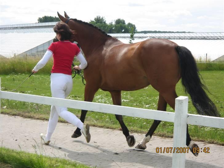 Dansk Varmblod Hedelykkes Lea-SOLGT-RIP - Min dejlige mule til kåring i Anderup 01.07.07 billede 9