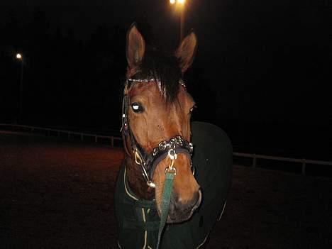 Dansk Varmblod Hedelykkes Lea-SOLGT-RIP - Lea efter lidt longearbejde på banen. 28.02.07 billede 10