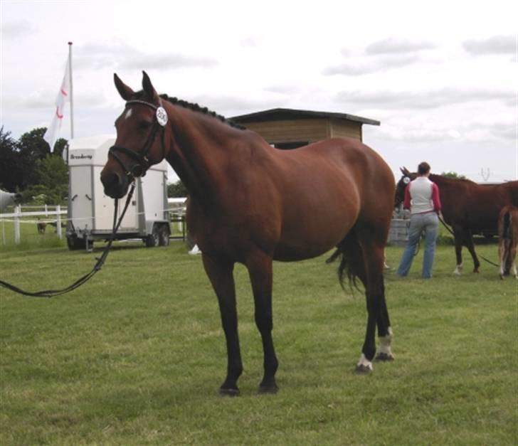 Dansk Varmblod Hedelykkes Lea-SOLGT-RIP - Min dejlige mule til kåring i Anderup 01.07.07 billede 11
