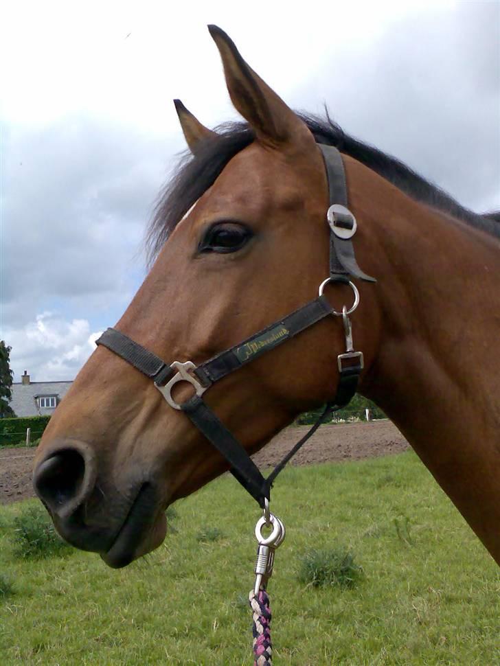 Dansk Varmblod Hedelykkes Lea-SOLGT-RIP - Fine Lea billede 12