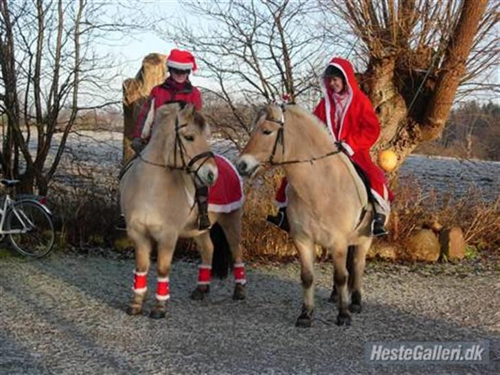 Fjordhest  Bella (¯`v´¯ ) solgt - En dejlig juletur juleaftens dag <3 billede 3