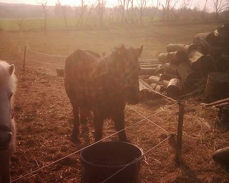 Dartmoor Lullu af Nydam *Solgt* - 30-03-2007 billede 8