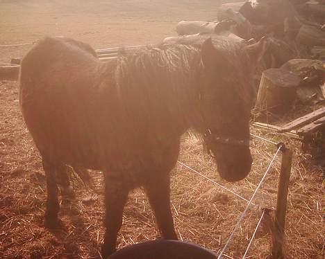 Dartmoor Lullu af Nydam *Solgt* - 30-03-2007 billede 9