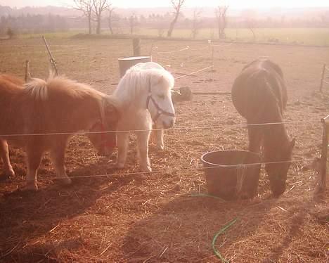 Dartmoor Lullu af Nydam *Solgt* - 30-03-2007 billede 10