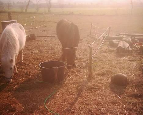 Dartmoor Lullu af Nydam *Solgt* - 30-03-2007 billede 11