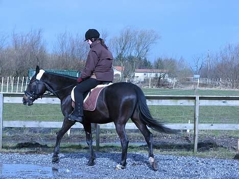 Anden særlig race R.I.P. Diego - Mig og Diego ude på banen i blæsevejr billede 9