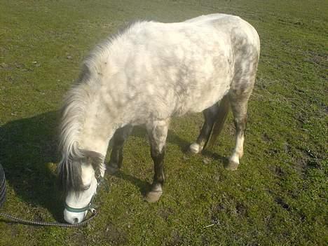 Welsh Mountain (sec A) frede  billede 3