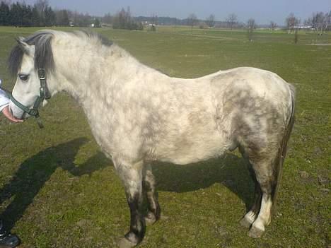 Welsh Mountain (sec A) frede  billede 4