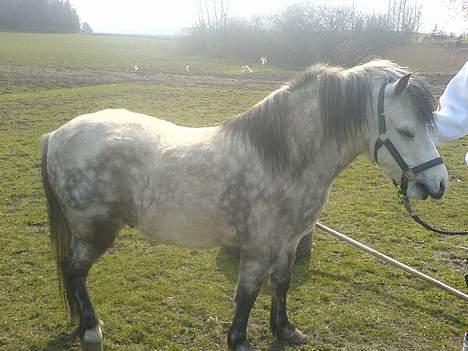 Welsh Mountain (sec A) frede  billede 6