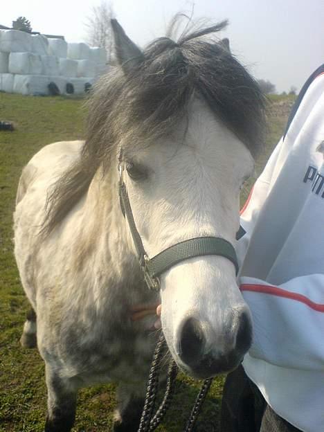 Welsh Mountain (sec A) frede  billede 8