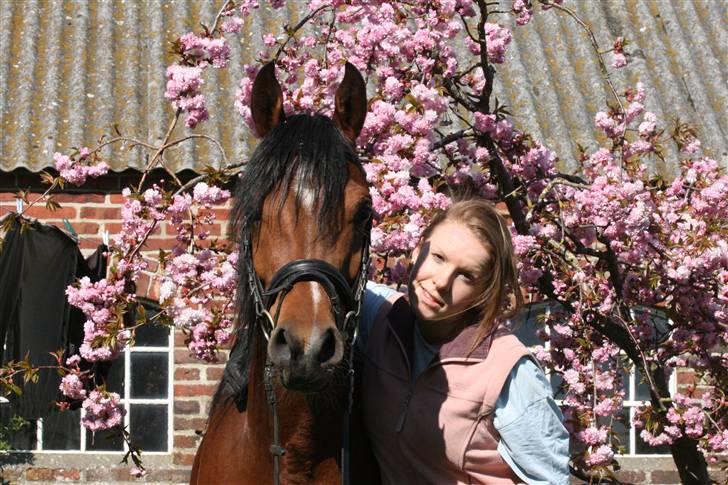 Arabisk fuldblod (OX) Fabhat  - FOTO: Aino Bjerre billede 1