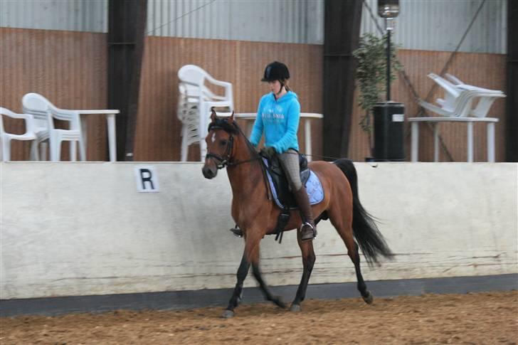 Arabisk fuldblod (OX) Fabhat  - fabhat i ridning FOTO: Aino Bjerre billede 2