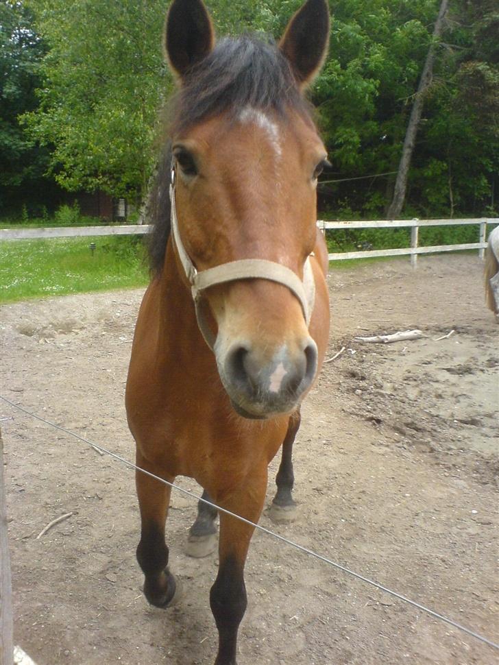Anden særlig race Pondus (gamle part) - Velkommen til Pondus Galleri <´3 håber du nyder besøget (: billede 1