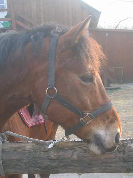 Anden særlig race Pondus (gamle part) - .. så smuk han er .. <3 billede 12