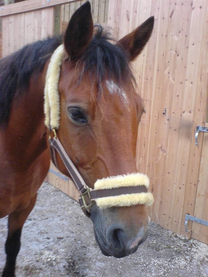 Anden særlig race Pondus (gamle part) - Jeg elsker dig pony bazs <3 billede 14