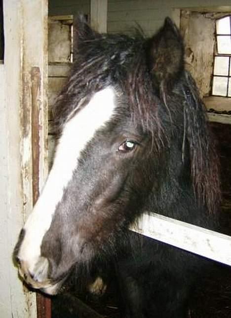 Irish Cob Cecilie van Hippolacta  billede 3