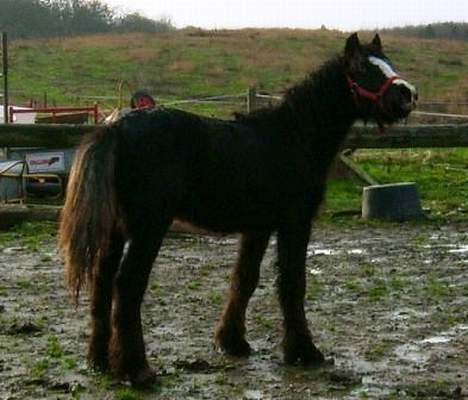 Irish Cob Cecilie van Hippolacta  billede 4