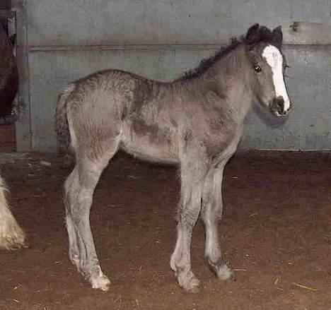 Irish Cob Cecilie van Hippolacta  billede 6