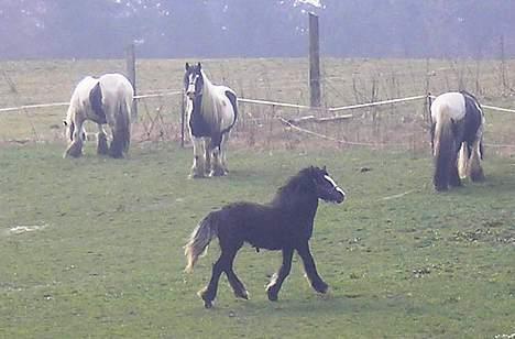 Irish Cob Cecilie van Hippolacta  - Cecilie med hopperne billede 7