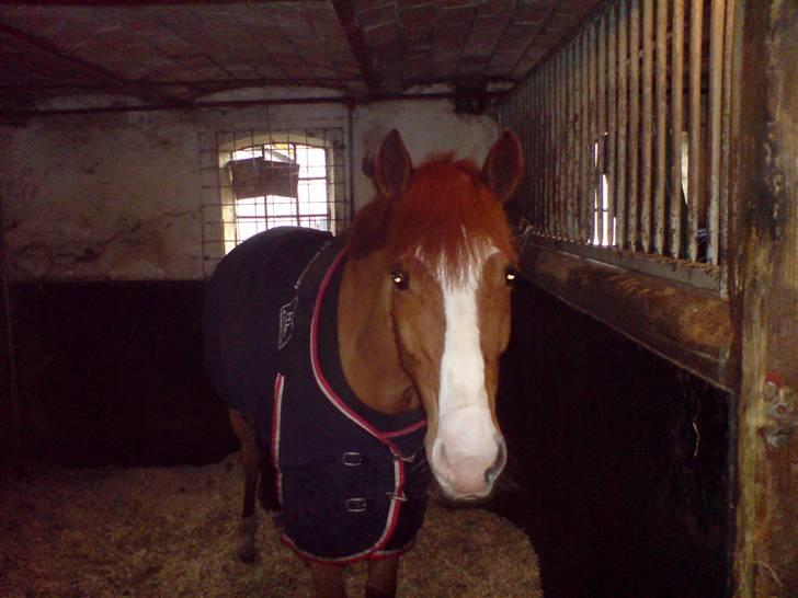 New Forest Reijnders Donna - Alfivet - den smukkeste pony i verden <3 billede 7