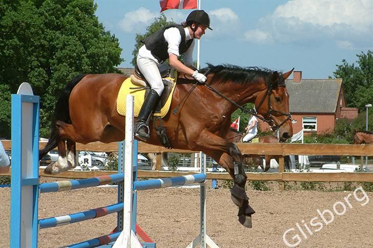 Dansk Varmblod Svalegårds Amasing - billede 16