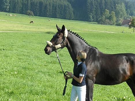 Trakehner Zion - Lige kommet hjem fra stævne billede 2