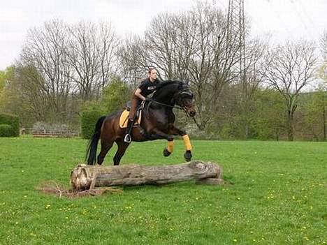 Trakehner Zion - Lidt spring kan hun da.. :) billede 12